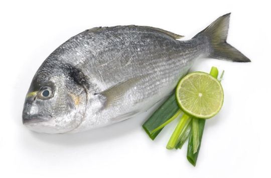 Picture of Sea Bream