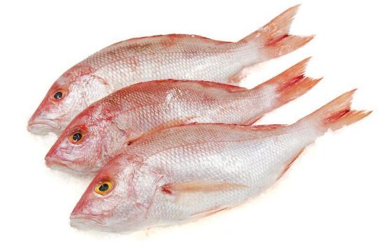Picture of Red Snapper