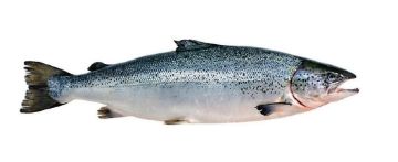 Picture of Norwegian Salmon Whole - 6 kg