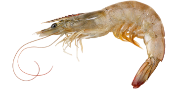 Picture of Vannamei Prawn 20/30 - 1 kg