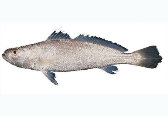 სურათი ვეფხვისკბილა ოკეანის გარბული