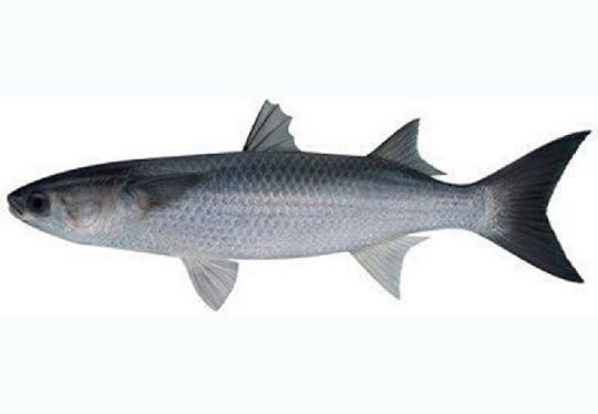 Picture of Black Sea Grey Mullet