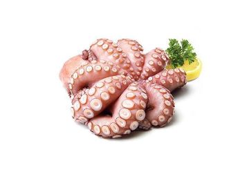Picture of Octopus 1000/2000 - 1.5 kg