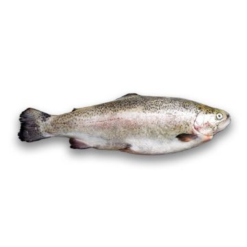 Picture of Black Sea Salmon - 1.5 kg