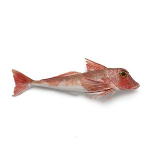 Picture for category Atlantic Fish