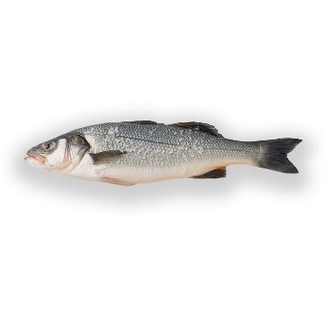 Picture of Seabass 600-800 gr