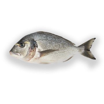 Picture of Sea Bream 600-800 gr