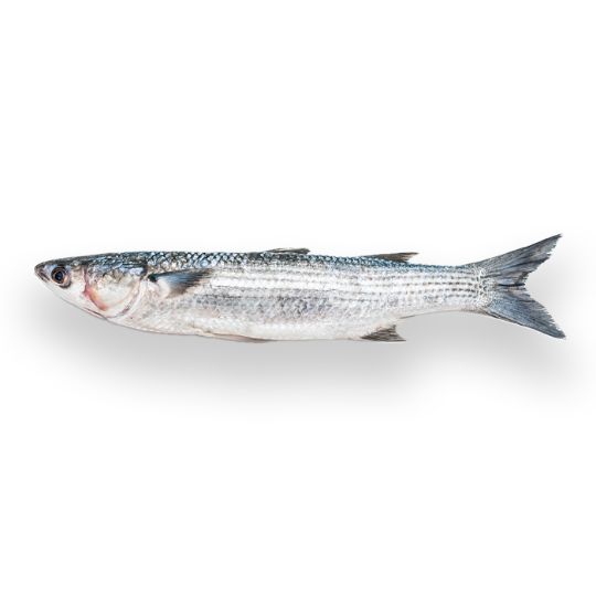 Picture of Flathead Grey Mullet - 1 kg