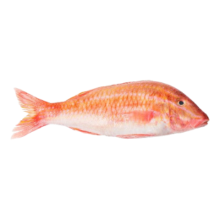 Picture for category Indian Ocean Fish