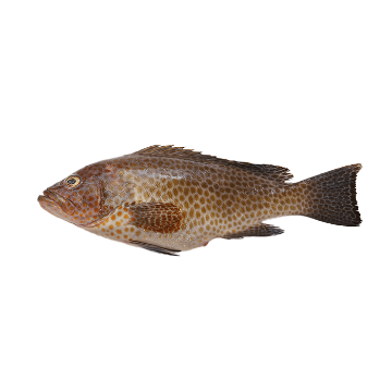 Picture of Groupper (Hamour) - 3 kg