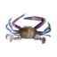Picture of Blue Swimmer Crab - 1 kg