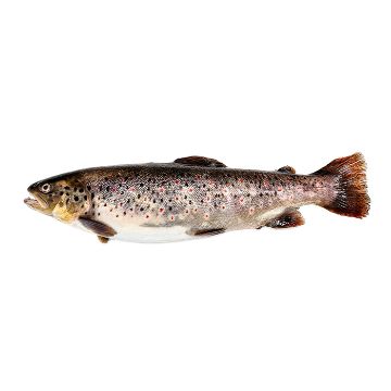 Picture of Mountain Trout - 1 kg
